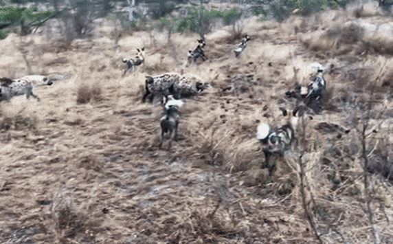 Chó hoang châu Phi cả gan bao vây, linh cẩu "lật ngược tình thế" nhờ kỹ năng đặc biệt này!