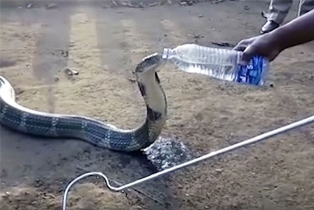 Rắn hổ mang chúa khổng lồ bò vào nhà dân... xin nước
