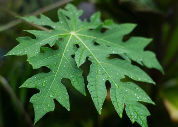 Lấy nắm lá đu đủ đun nước uống, cơ thể nhận ngay 5 lợi ích tuyệt vời này