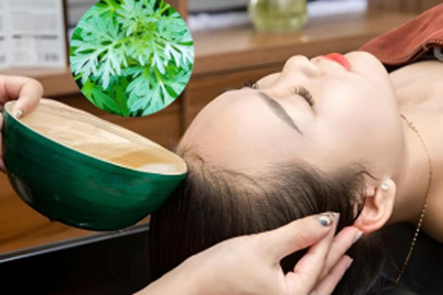 Gội đầu 1 tuần bằng lá ngải cứu đun sôi nhận lại được 4 lợi ích đặc biệt, từ ngoại hình đến sức khỏe