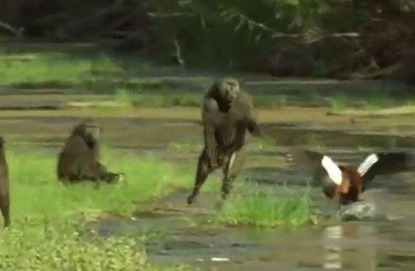 Clip: Khỉ đầu chó tàn sát bầy ngỗng