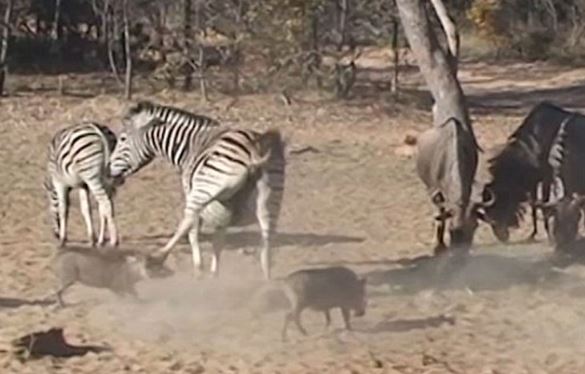 Clip: Ngựa vằn “tung cước” hạ gục heo rừng