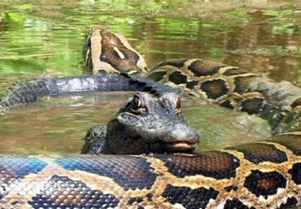 Clip: Trăn khổng lồ bất ngờ tha chết cho cá sấu