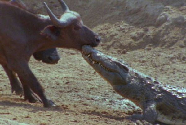 Clip: Trâu rừng thoát chết “thần kỳ” trước hàm cá sấu