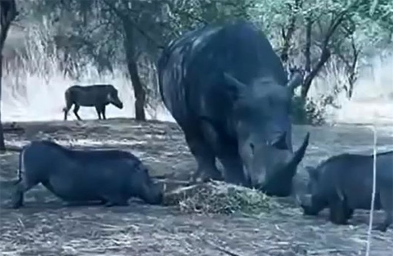 Heo rừng tranh giành thức ăn với tê giác.