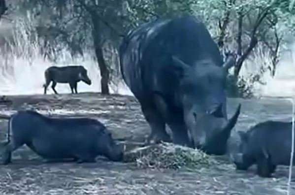 Clip: Tê giác húc bay heo rừng lên trời