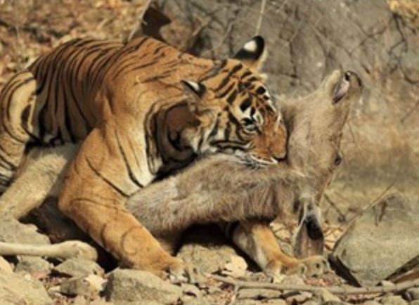 Clip: Cận cảnh màn săn mồi “siêu tốc” của hổ