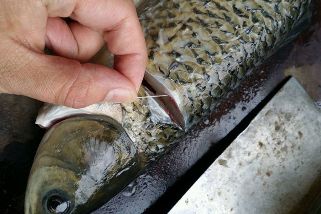 Mổ cá cứ rút sợi dây ở gân, không cần giấm hay rượu cá vẫn ngon ngọt mà không sợ tanh