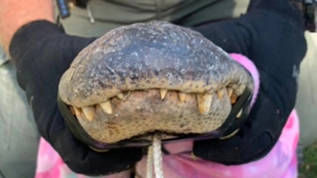 Người đàn ông phát hiện con cá sấu dài 2,4m trốn trên gác mái nhà mình