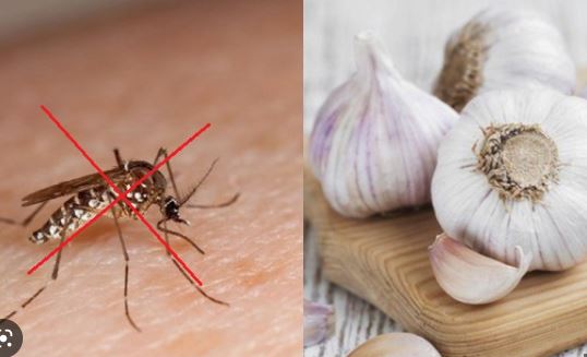 Mách chị em cách dùng tỏi diệt muỗi tận gốc, an toàn và hiệu quả hơn hóa chất