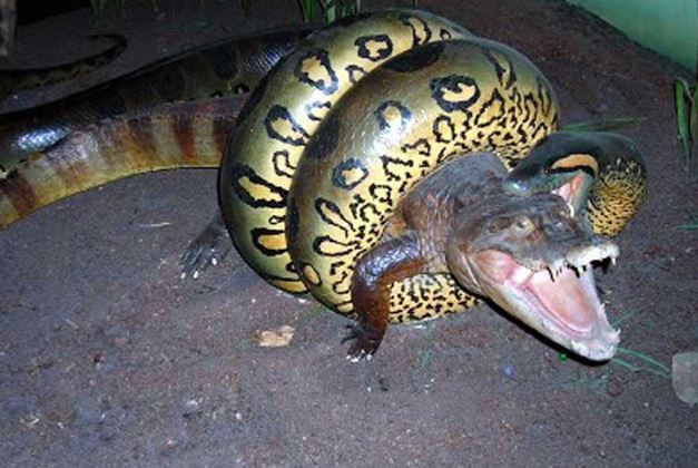 Clip: Trăn khổng lồ nuốt gọn cá sấu