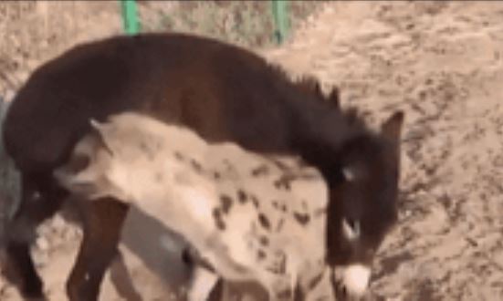 Linh cẩu cậy thế bắt nạt lừa: Nào ngờ kẻ yếu lại "tung chiêu hiểm" lật ngược ngoạn mục