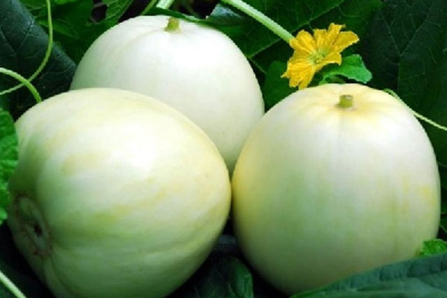 Bí quyết mua dưa lê ngon ngọt không bị đắng