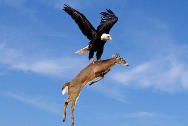Clip: Đại bàng suýt chết khi săn dê núi