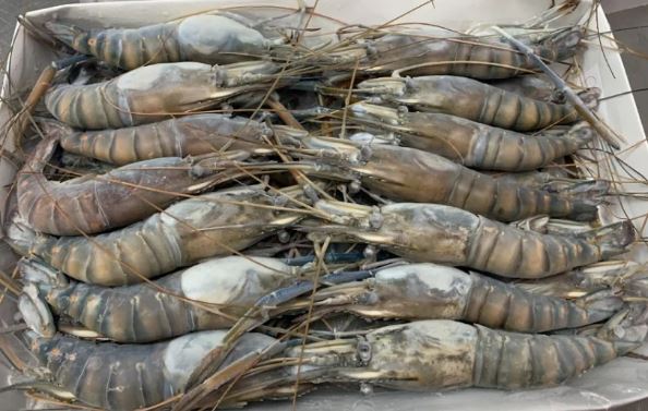 Rã đông tôm theo đúng kiểu "dân vùng biển": Đơn giản, không làm mất chất