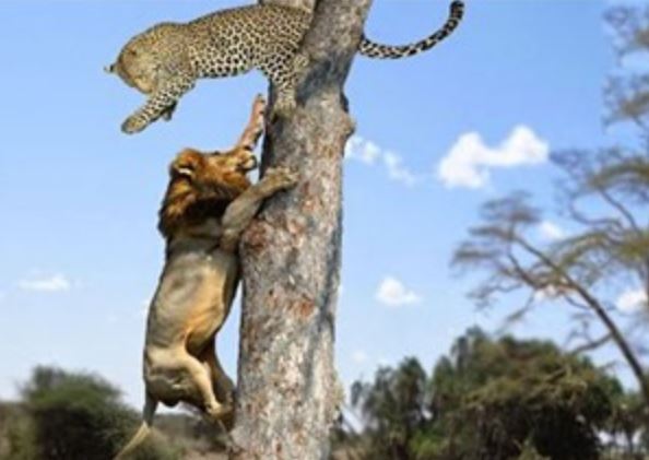 Clip: Bầy sư tử trèo cây cướp mồi của báo