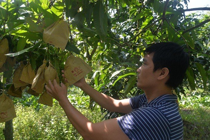 Đồng Tháp dự kiến tổ chức lễ hội xoài vào cuối tháng 4