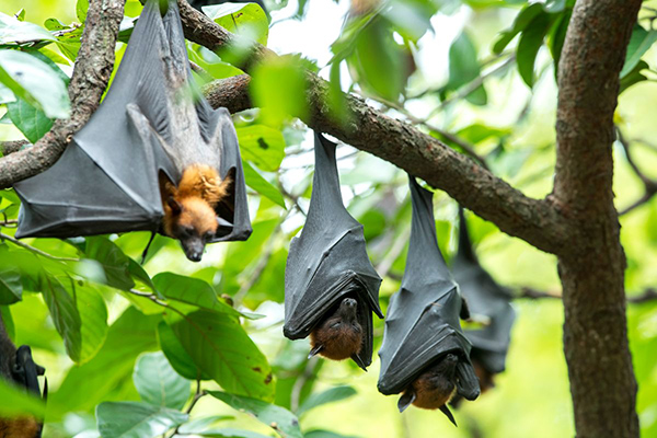 Bộ Y tế yêu cầu giám sát chặt chẽ dịch bệnh đặc biệt nguy hiểm Marburg 