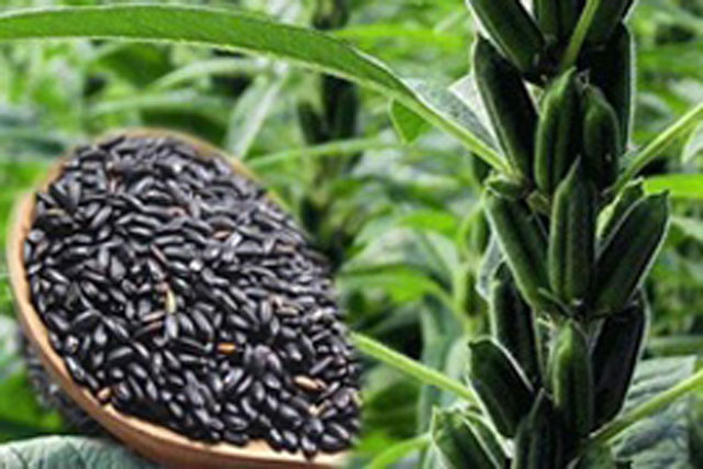 Loại thực phẩm là "vua bổ xương", giàu canxi gấp 7 lần sữa: Giá bèo nhưng công dụng thì vô vàn