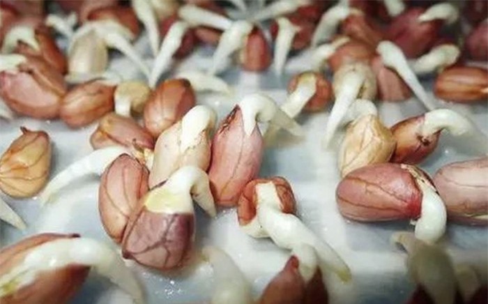 Loại rau củ nhiều người thích ăn hàng ngày nào ngờ 