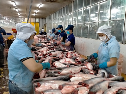 Triển vọng xuất khẩu của cá tra miền Tây