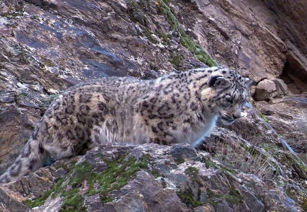 Clip: Báo tuyết săn sơn dương trên vách đá dựng đứng