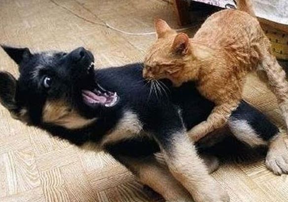 Clip: Chó bị mèo đánh đuổi chạy khắp phố