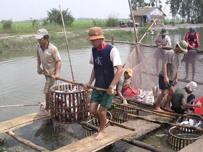 Người nuôi cá tra có lãi nên nguồn liệu cá luôn ổn định, DN chủ động được nguồn hàng 