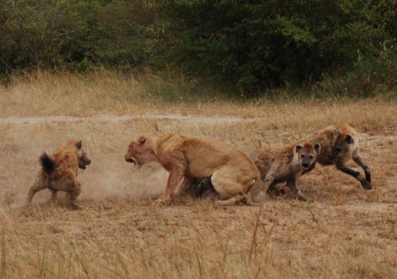Clip: 15 con linh cẩu vây giết sư tử