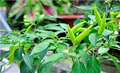 Loại quả là dược liệu quý, phần lá bỏ đi không ngờ còn nhiều công dụng hơn