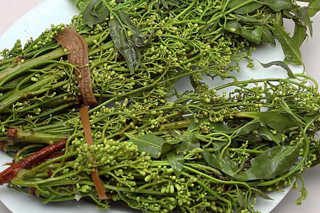 Sầu đâu: Nguồn dược liệu quý