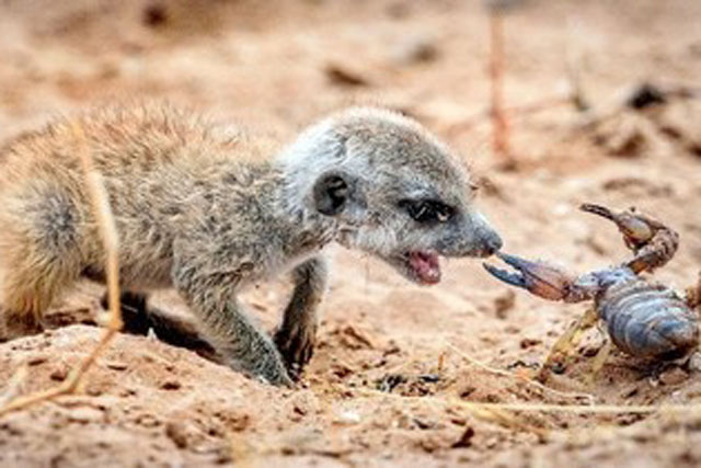 Chồn đất dạy con cách săn bọ cạp