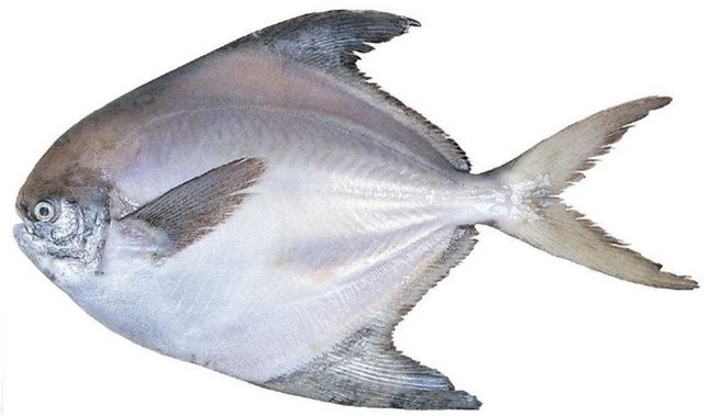 Đi chợ thấy những loại cá này nên mua ngay bởi cá ngọt thịt, ít xương lại giàu dinh dưỡng ảnh 6