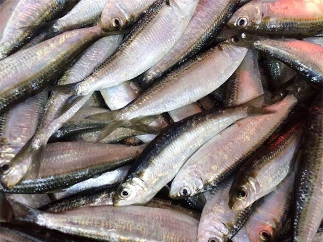 Đi chợ thấy những loại cá này nên mua ngay bởi cá ngọt thịt, ít xương lại giàu dinh dưỡng ảnh 8