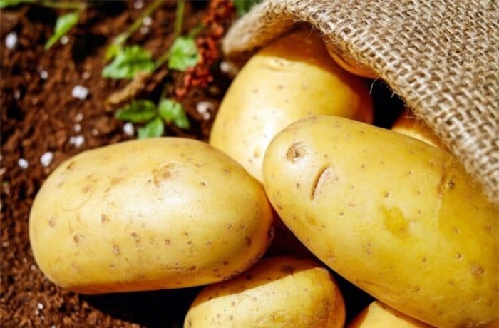 Khoai tây mọc mầm gây ngộ độc có đúng, dừng tranh cãi nếu biết điều này 4