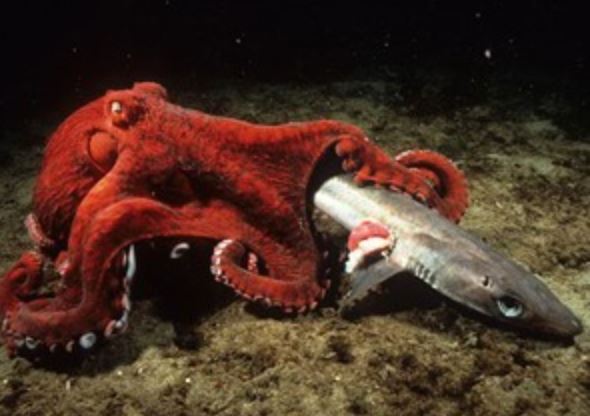 Clip: Kinh hoàng cảnh bạch tuộc khổng lồ săn giết cá mập