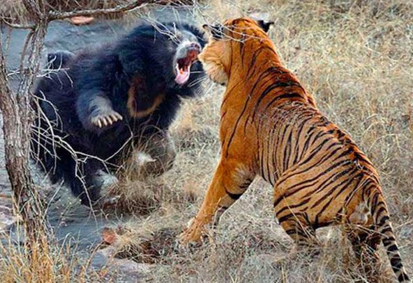Clip: Kinh hoàng cảnh gấu đen đại chiến mãnh hổ