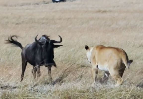 Clip: Linh dương đầu bò chiến đấu với 3 con sư tử