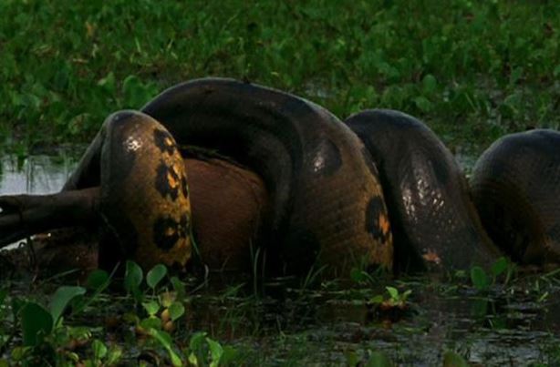 Clip: Trăn khổng lồ nuốt gọn thú gặm nhấm lớn nhất thế giới