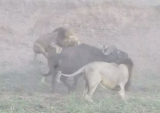 Clip: Trâu rừng thoát chết khó tin trước hàm răng 5 con sư tử