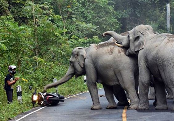 Clip: Voi chặn đường “cướp” xe gắn máy của người