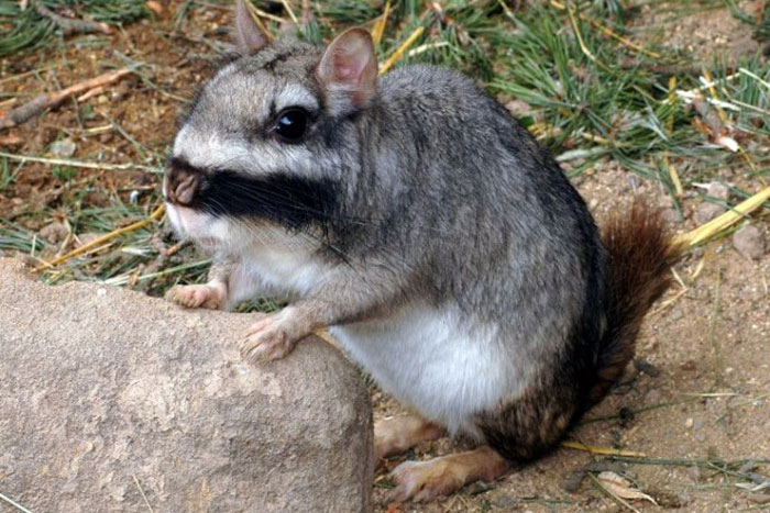 Loài động vật khiến nhiều người sợ hãi nhưng là món ngon hiếm có ở Argentina