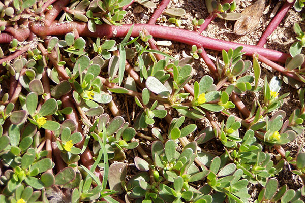 Loại rau dại mọc rất nhiều ở vùng quê, vừa giải độc vừa làm đẹp nhưng cần chú ý 5 điều