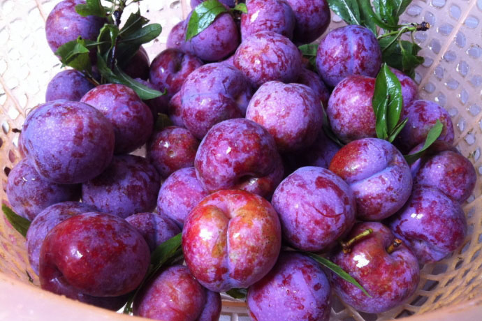 Quả mận giúp giảm cân, làm đẹp da