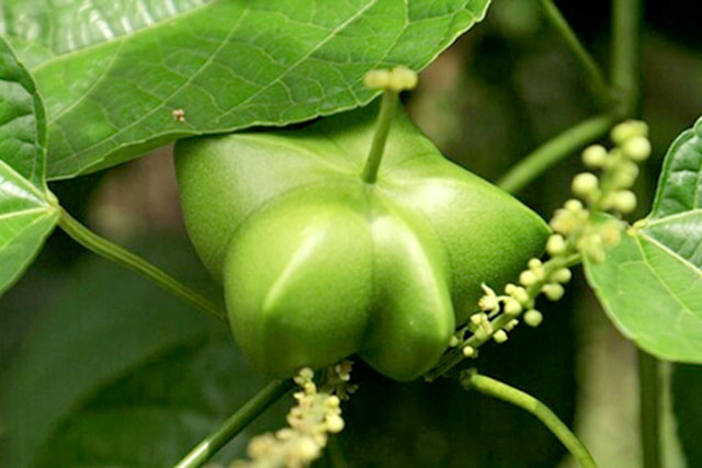 Sachi làm đẹp da, giảm mỡ máu