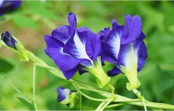 Trong hoa đậu biếc có 2 bộ phận có thể gây ngộ độc, nhiều người vẫn chưa hề biết