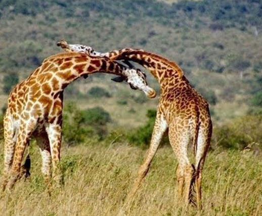 Clip: Hươu cao cổ tử chiến giành quyền giao phối