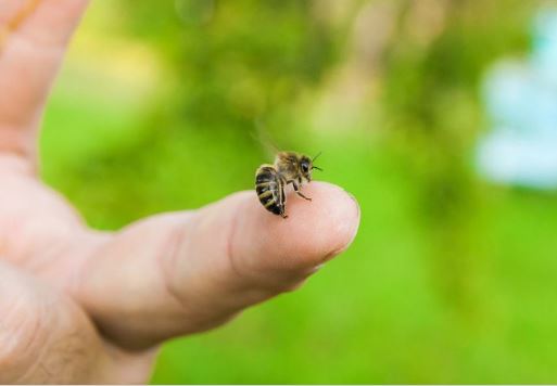 Xử lý thế nào khi bị ong đốt?