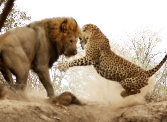 Clip: Báo đốm suýt chết trước nanh vuốt sư tử