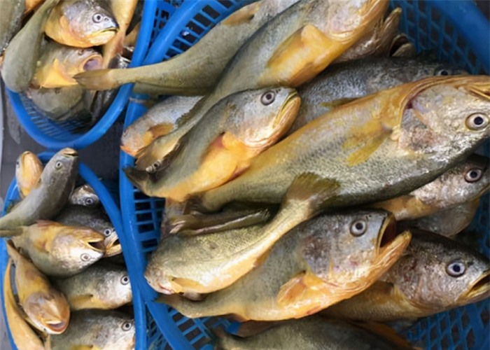 4 loại cá này ít bán trong chợ, nếu thấy nên mua ngay vì sạch lại bổ dưỡng 2